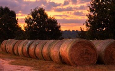 A large roll of hay is in the foreground.